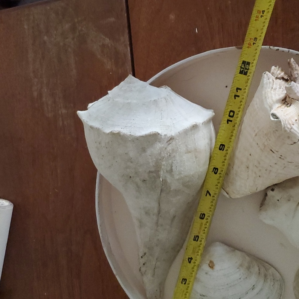 Large Real 🐚 Shells - Picture 3 of 4